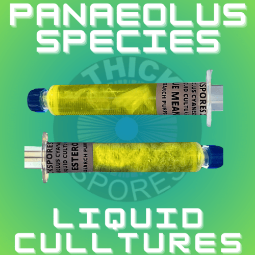 Panaeolus Cyanescens Liquid Culture Syringes