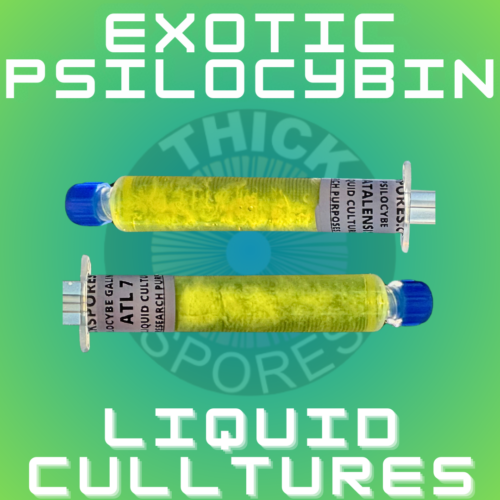 Exotic Psilocybin Mushroom Liquid Cultures