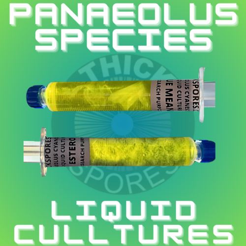 Panaeolus Cyanescens Liquid Culture Syringes