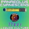 Panaeolus Cyanescens TTBVI Liquid Culture 10cc