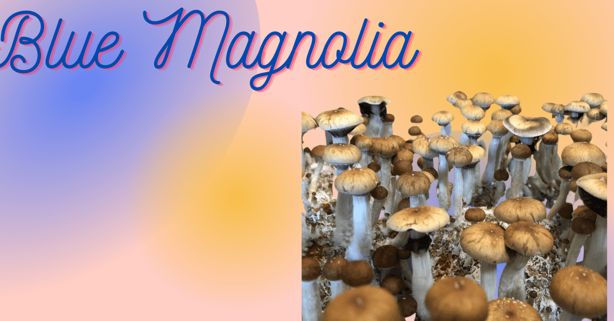 blue magnolia mushrooms