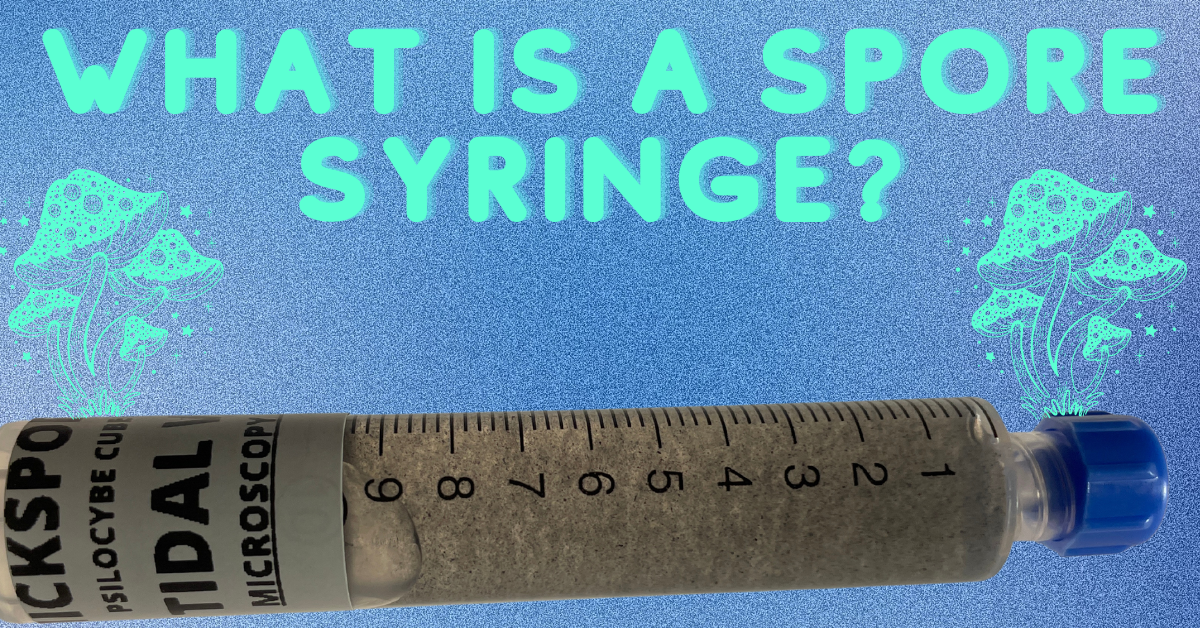 what is a spore syringe featured image