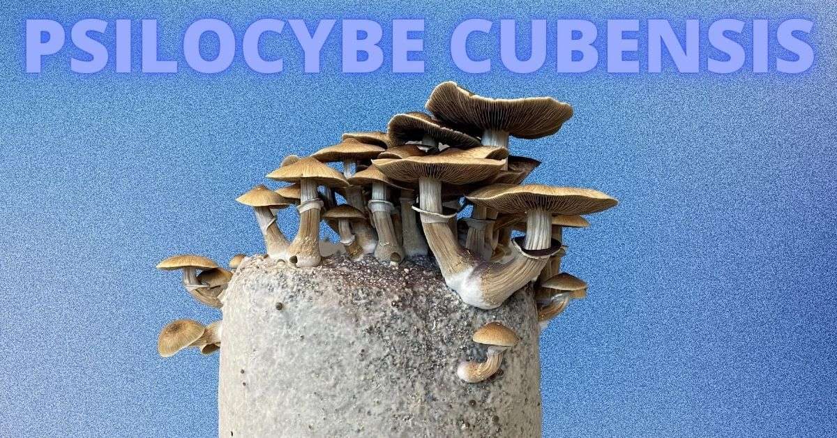 psilocybe cubensis featured image