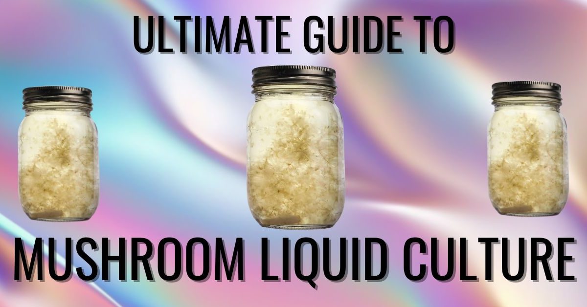 mushroom liquid culture guide