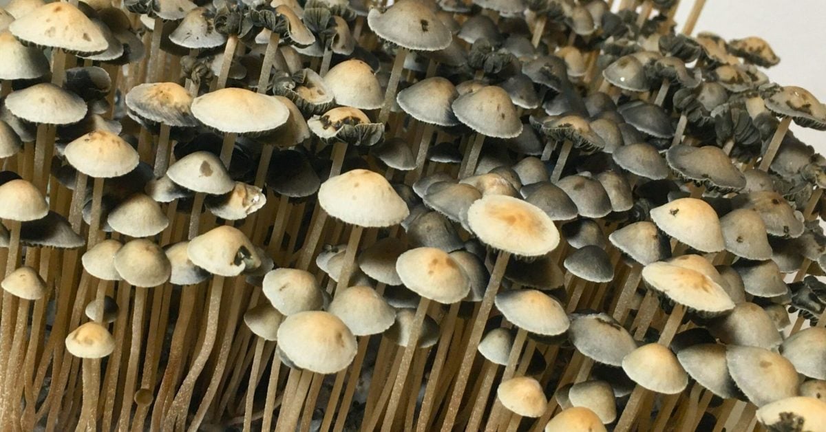 Panaeolus cyanescens mushrooms