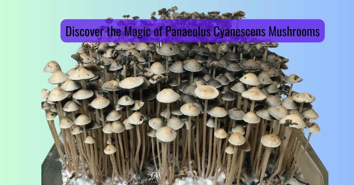 panaeolus mushrooms featured image