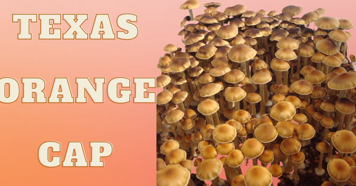 texas orange cap mushrooms featured image